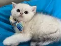 British Shorthair Silver Erkek Yavrumuza Yuva