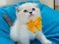 Scottish Fold Erkek Yavrumuza Yuva Uyguna 