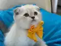 Scottish Fold Erkek Yavrumuza Yuva Uyguna 