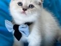 Scottish Fold Erkek Yavrumuza Yuva Uyguna 