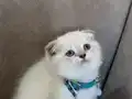 Scottish Fold Erkek Yavrumuza Yuva Uyguna 
