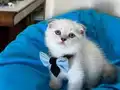 Scottish Fold Erkek Yavrumuza Yuva Uyguna 