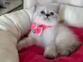 British Shorthair Disi Yavrumuza Yuva Uyguna