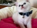 British Shorthair Disi Yavrumuza Yuva Uyguna