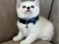 British Shorthair Disi Yavrumuza Yuva Uyguna