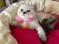British Shorthair Disi Yavrumuza Yuva Uyguna