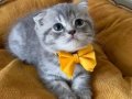 Scottish Fold Erkek Yavrumuza Yuva Uyguna 