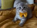 Scottish Fold Erkek Yavrumuza Yuva Uyguna 