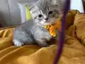 Scottish Fold Erkek Yavrumuza Yuva Uyguna 