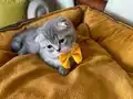 Scottish Fold Erkek Yavrumuza Yuva Uyguna 