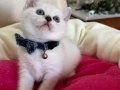 British Shorthair Erkek Yavrumuza Yuva Uyguna 