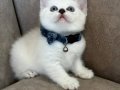 British Shorthair Erkek Yavrumuza Yuva Uyguna 