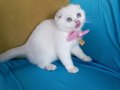 Dişi Scottish Fold Yavrumuza  Yuva (uyguna) 