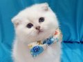 Erkek Scottish Fold Yavrumuza Yuva (Uyguna)