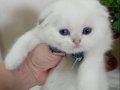 Erkek Scottish Fold Yavrumuza Yuva