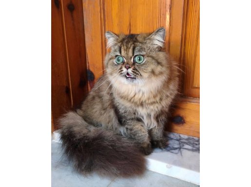 Özel ve Asil İran Kedisi