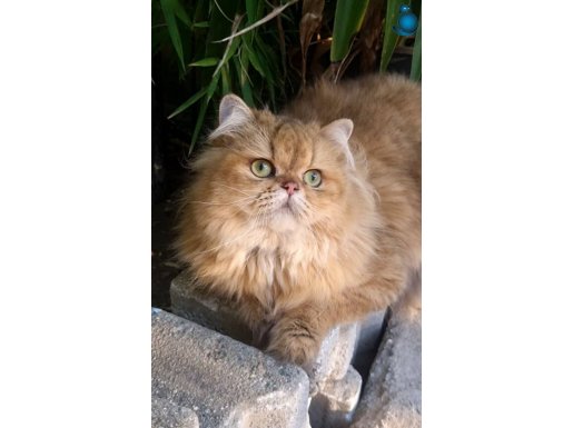 Persian Altın gölgeli erkek