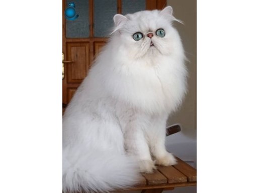 Erkek gümüş chinchilla 