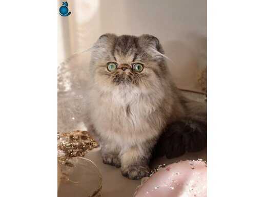 Kahverengi İran dişi kedi