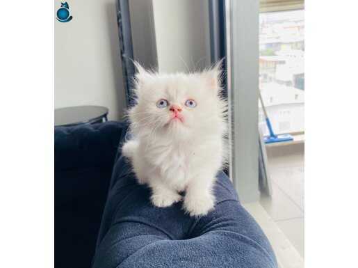 MAVİ GÖZLÜ LONG HAİR DİŞİ BEBEK
