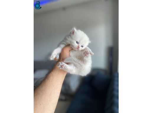 BEYAZ MAVİ GÖZÜ DİŞİ BEBEK
