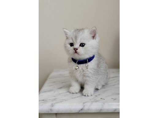 WCF SERTİFİKALI ANNE BABADAN BRİTİSH ERKEK YAVRULAR 