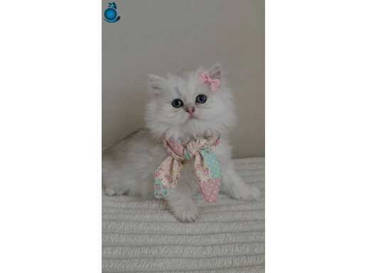 WCF SERTİFİKALI ANNE BABADAN british long hair dişi yavru