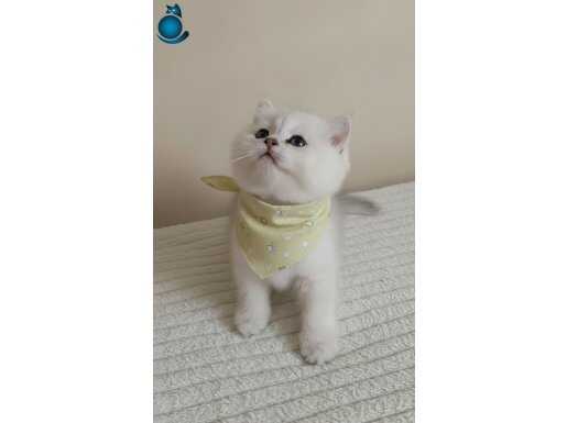 WCF KAYITLI BABADAN ERKEK YAVRU O BİR KİNG 