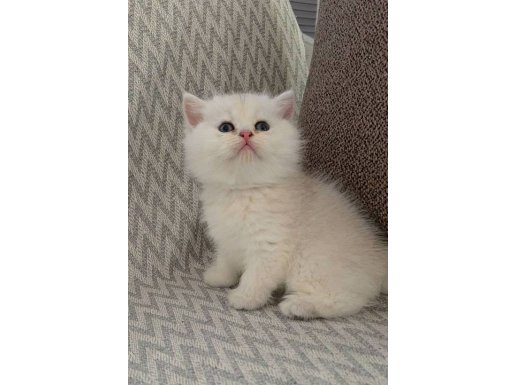 KAR BEYAZ WCF SERTİFİKALI ANNE BABADAN A KALİTE ERKEK YAVRU 