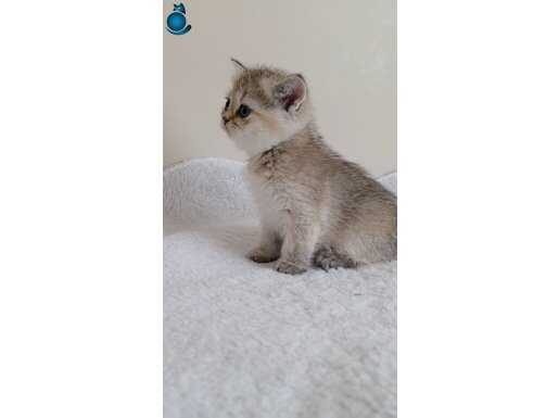 WCF KAYITLI ANNE BABADAN A KALİTE NY25 ERKEK YAVRULARK 