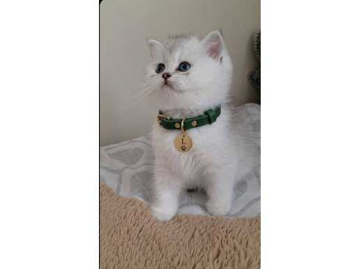 NS11 Gümüş Kürklü A Kalite British Shorthair 