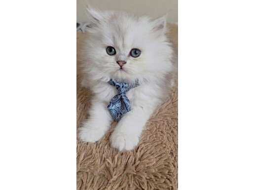 WCF Sertifikalı Babadan Karizmatik British Longhair Yavrusu