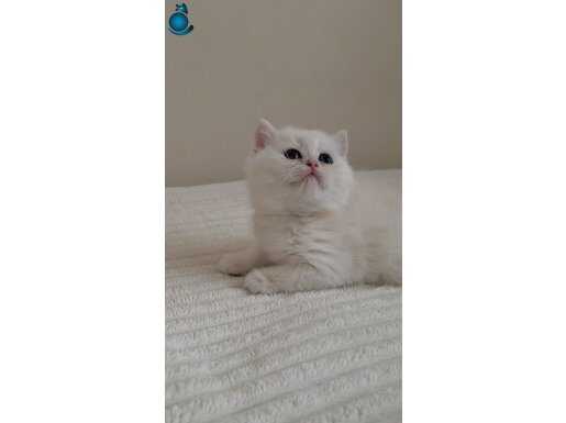 Wcf sertifikalı babadan king yavru apinin velihatı ????