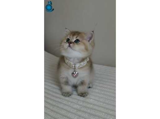 Wcf sertifikalı anne babadan dişi erkek yavrular