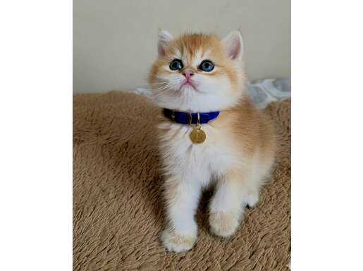 WCF SERTİFİKALI SOYLU BRITISH SHORTHAIR ALTIN YAVRU