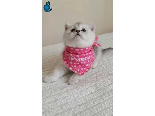 WCF KAYITLI BABADAN NS 11 DİŞİ YAVRU