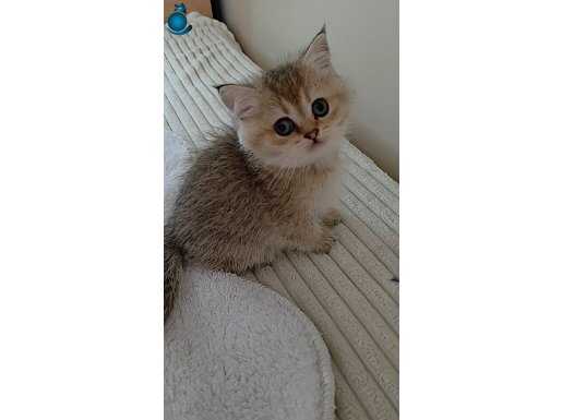 Anne baba ful scr li yumuşak huylu dişi yavru 