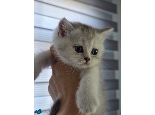 Babasının oğlu ;)