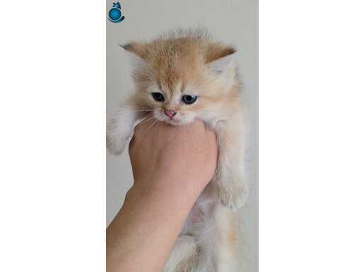 A kalite ny 11 erkek yavru anne baba wcf kayıtlı ful pedigre