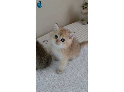 WCF KAYITLI ANNE BABADAN NY 11 ERKEK YAVRU