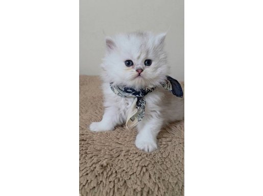  A KALİTE WCF SERTİFİKALI ANNE BABADAN ERKEK YAVRU 