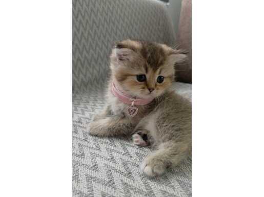 WCF SERTİFİKALI ANNE BABADAN ALTIN PARILTILI DİŞİ YAVRU 