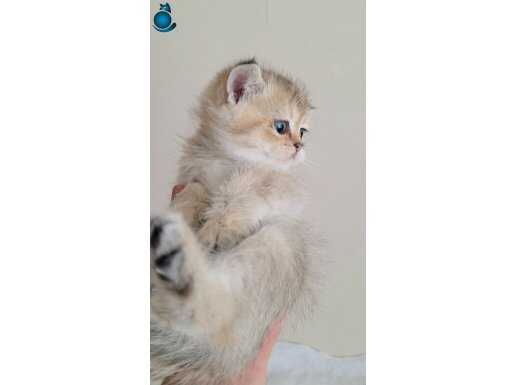 WCF KAYITLI ANNE BABADAN NY11 DİŞİ YAVRU