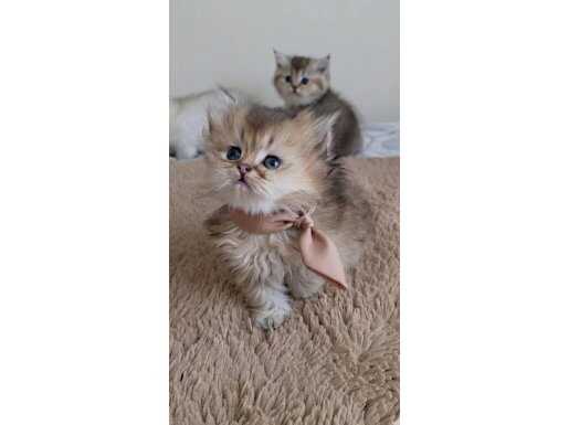 Wcf kayıtlı anne babadan erkek longhair yavrular