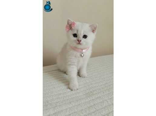 DÜNYA GÜZELLERİ ns 11 DİŞİ ERKEK YAVRULAR 