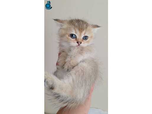 WCF KAYITLI ANNE BABADAN SCR Lİ VEYA PET YAVRULAR