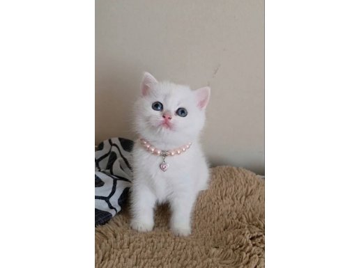 WCF SERTİFİKALI ANNE BABADAN A KALİTE DİŞİ YAVRU 