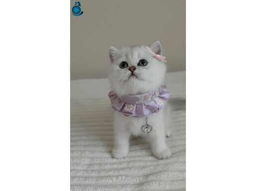 Wcf kayıtlı anne babadan ns 11 dişi yavru 