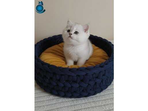 Wcf sertifikalı babadan ns 11 yavru babada koku bırakma yok