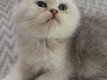 WCF SERTİFİKALI ANNE BABADAN DİŞİ ERKEK YAVRULAR